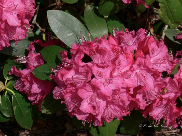 Bois des Moutiers (102) Mai 2012